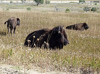 Badlands (28).JPG